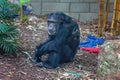 A Chimpanzee Monkey Resting On The Ground Royalty Free Stock Photo