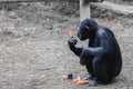 A chimpanzee monkey sits on the grass and eats carrots at the Jerusalem Zoo