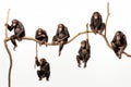 Chimpanzee monkey sitting on a branch isolated on white background, Chimpanzees hanging on trees in different positions on a white Royalty Free Stock Photo