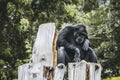 Chimpanzee monkey sitting on a tree Royalty Free Stock Photo