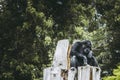 Chimpanzee monkey sitting on a tree Royalty Free Stock Photo