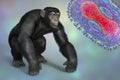 Chimpanzee monkey surrounded by monkeypox viruses, conceptual 3D illustration