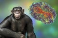 Chimpanzee monkey surrounded by monkeypox viruses, conceptual 3D illustration