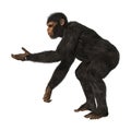 Chimpanzee Monkey on White Royalty Free Stock Photo