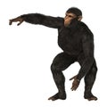 Chimpanzee Monkey on White Royalty Free Stock Photo