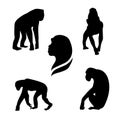 Chimpanzee monkeyvector silhouettes