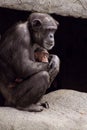 Chimpanzee mother and baby