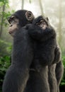 Chimpanzee mother carrying her young baby on her back with a forest background.