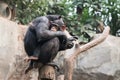 A chimpanzee mother with her child - Maternal embrace affection and motherly love