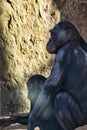 chimpanzee mother with her baby in berlin zoo