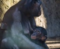 chimpanzee mother with her baby in berlin zoo