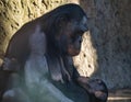 chimpanzee mother with her baby in berlin zoo
