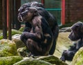 Chimpanzee mother holding her baby, chimpanzees with alopecia areata, common animal diseases Royalty Free Stock Photo