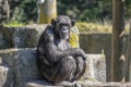 Chimpanzee mother sitting and protecting its infant where its cute teeny tiny baby fingers are visible