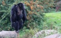 Chimpanzee