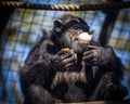 Chimpanzee and Onions Royalty Free Stock Photo