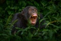 Chimpanzee open muzzle mouth with tooth, tree in Kibale National Park, Uganda, dark forest. Black monkey chimp nature, Uganda in Royalty Free Stock Photo