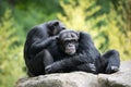 Chimpanzee Pair II