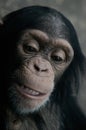 Chimpanzee (Pan Troglodyte) Royalty Free Stock Photo