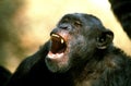 Chimpanzee, pan troglodytes, Adult calling Royalty Free Stock Photo