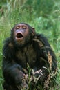 Chimpanzee, pan troglodytes, Adult calling Royalty Free Stock Photo