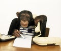 CHIMPANZEE pan troglodytes, ADULT DRESSED UP TO BE FILMED Royalty Free Stock Photo