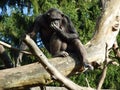 The chimpanzee Pan troglodytes, also The common chimpanzee, robust chimpanzee, chimp or Der Schimpanse, Abenteurland Walter Zoo
