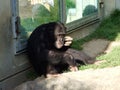 The chimpanzee Pan troglodytes, also The common chimpanzee, robust chimpanzee, chimp or Der Schimpanse, Abenteurland Walter Zoo