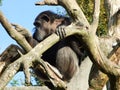 The chimpanzee Pan troglodytes, also The common chimpanzee, robust chimpanzee, chimp or Der Schimpanse, Abenteurland Walter Zoo