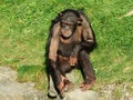 The chimpanzee Pan troglodytes, also The common chimpanzee, robust chimpanzee, chimp or Der Schimpanse, Abenteurland Walter Zoo