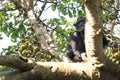 Chimpanzee, pan troglodytes, chimp, Budongo forest, Uganda Royalty Free Stock Photo