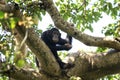 Chimpanzee, pan troglodytes, chimp, Budongo forest, Uganda Royalty Free Stock Photo