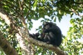 Chimpanzee, pan troglodytes, chimp, Budongo forest, Uganda Royalty Free Stock Photo