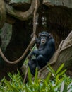 Chimpanzee Pan Troglodytes