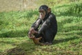 Chimpanzee, Pan troglodytes, common chimpanzee, robust chimpanzee, chimp with coarse black hair, bare face, toes, palms of the