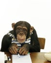 Chimpanzee, pan troglodytes, Disguised Monkey Drawing