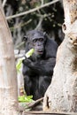 Chimpanzee (Pan Troglodytes) eating