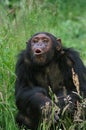 CHIMPANZEE pan troglodytes, FEMALE CALLING OUT Royalty Free Stock Photo