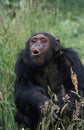 CHIMPANZEE pan troglodytes, FEMALE CALLING OUT WITH A FUNNY FACE Royalty Free Stock Photo