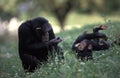 Chimpanzee, pan troglodytes, Female with Young sitting on Grass Royalty Free Stock Photo