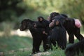 Chimpanzee, pan troglodytes, Group with Adults and Young