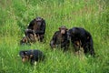 CHIMPANZEE pan troglodytes, GROUP WITH FEMALES AND YOUNGS