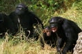 Chimpanzee, pan troglodytes, Group with one Female in Aggressive Posture