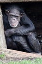 chimpanzee (Pan troglodytes)
