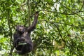 Chimpanzee ( Pan troglodytes ) resting on the tree in the jungle Royalty Free Stock Photo