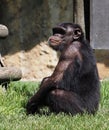 Pan Troglodytes Or Chimpanzee Sitting On Grass Royalty Free Stock Photo
