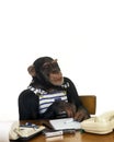 Chimpanzee, pan troglodytes, Trained Animal with Man Clothes