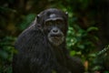 Chimpanzee, Pan troglodytes, on the tree in Kibale National Park, Uganda, dark forest. Black monkey in the nature, Uganda in