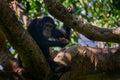 Chimpanzee, Pan troglodytes, on the tree in Kibale National Park in Uganda, dark forest. Black monkey in the nature habitat,