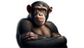 Chimpanzee with a Pensive Expression Royalty Free Stock Photo